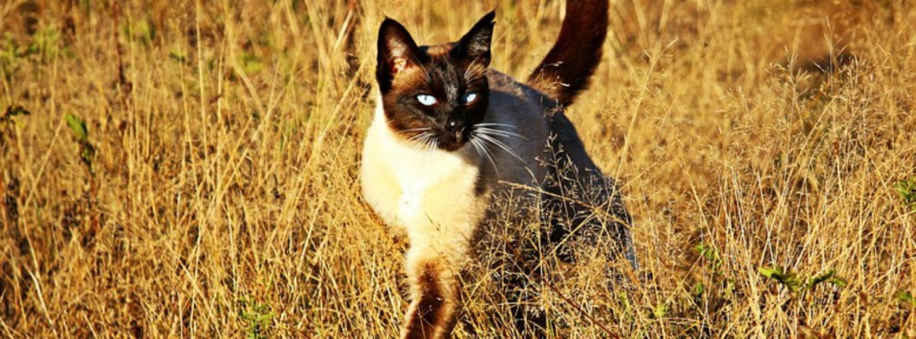 Sie ist weder Kuh noch Ziege