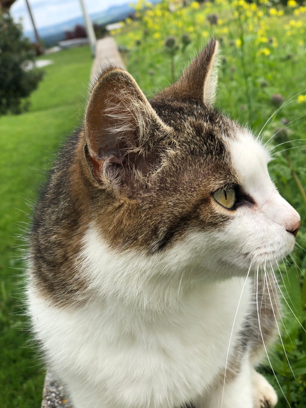 Auch Katzen haben keine Sieben Leben