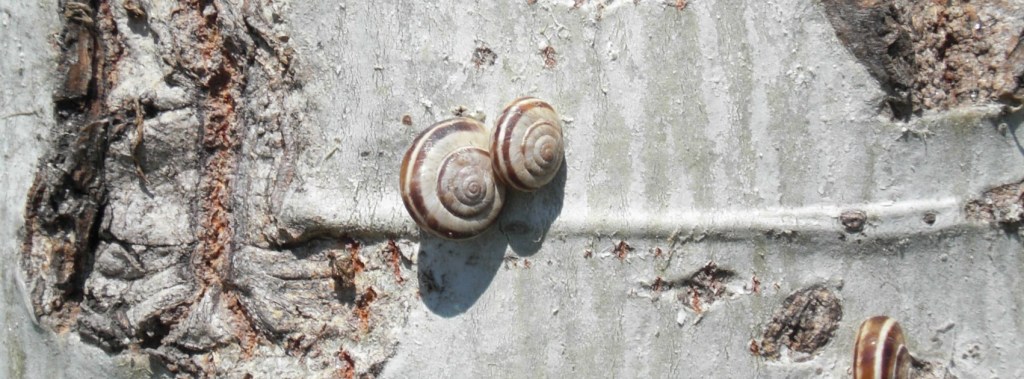 „Hui – sagt die Schnecke