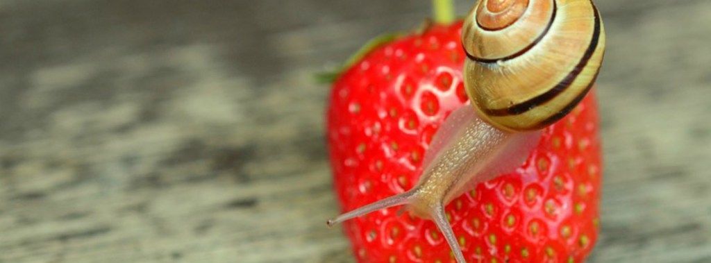 „Schneckenstreicheln“ – Langsamkeit&nbsp;zählt