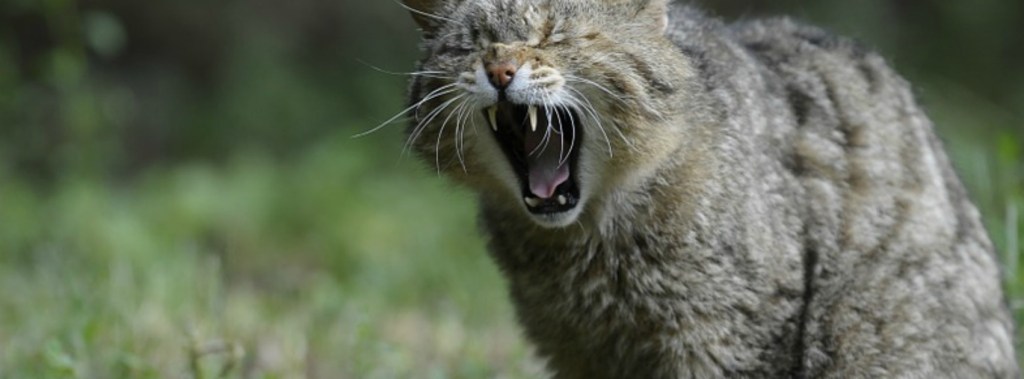 Der Geduldsfaden –