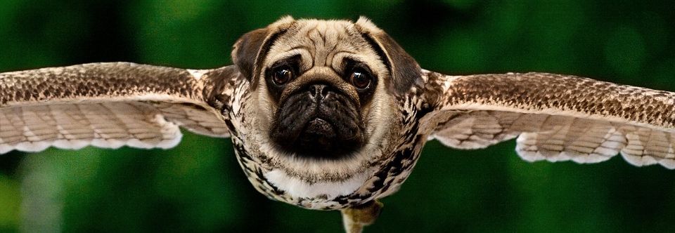 Proberltrick und Massenpsychologie