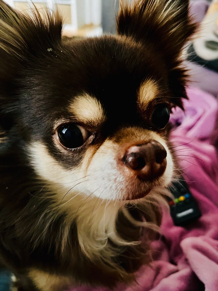 Auf den Hund&nbsp;gekommen